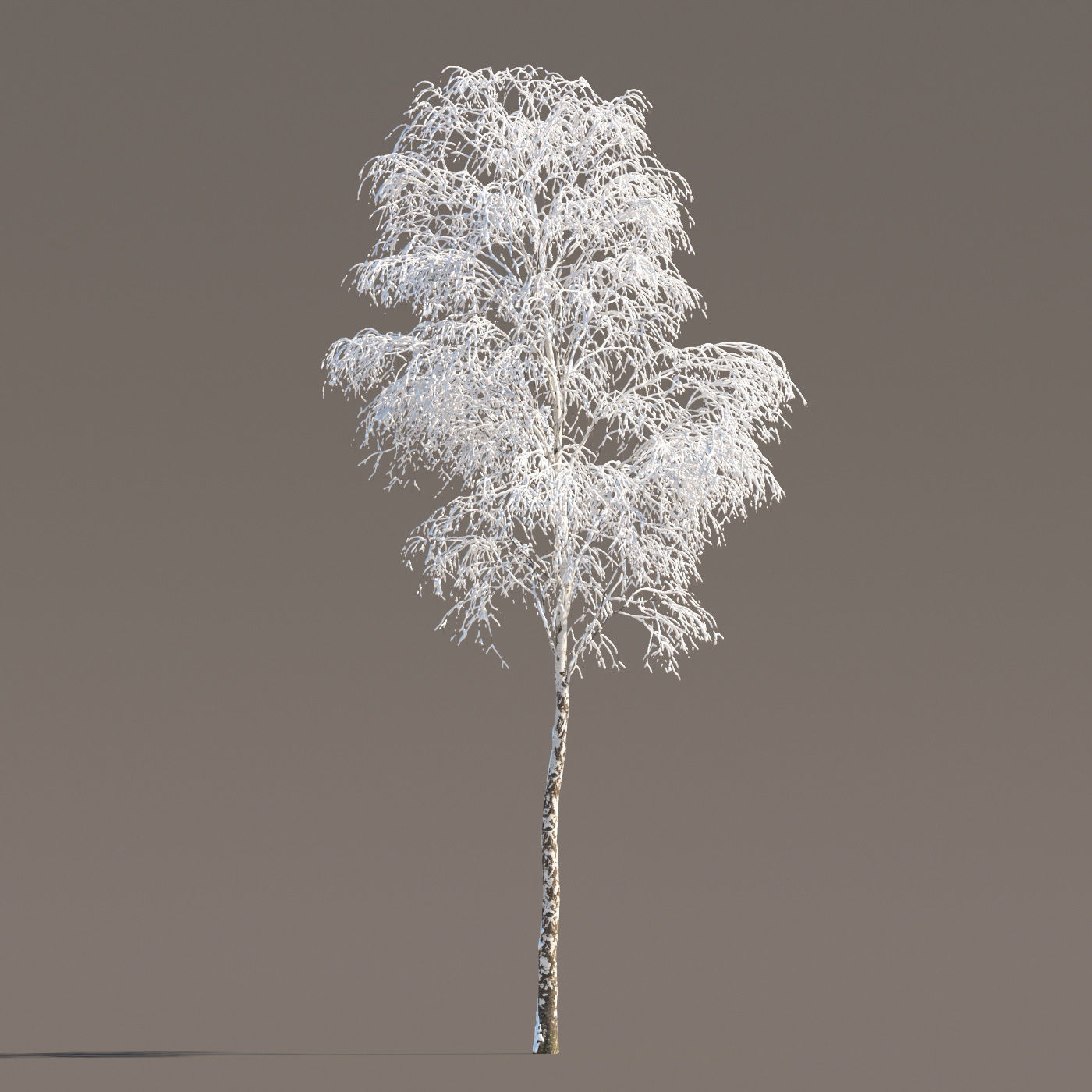 Archmodels vol 258 - collection of seasonal trees 3D model_50