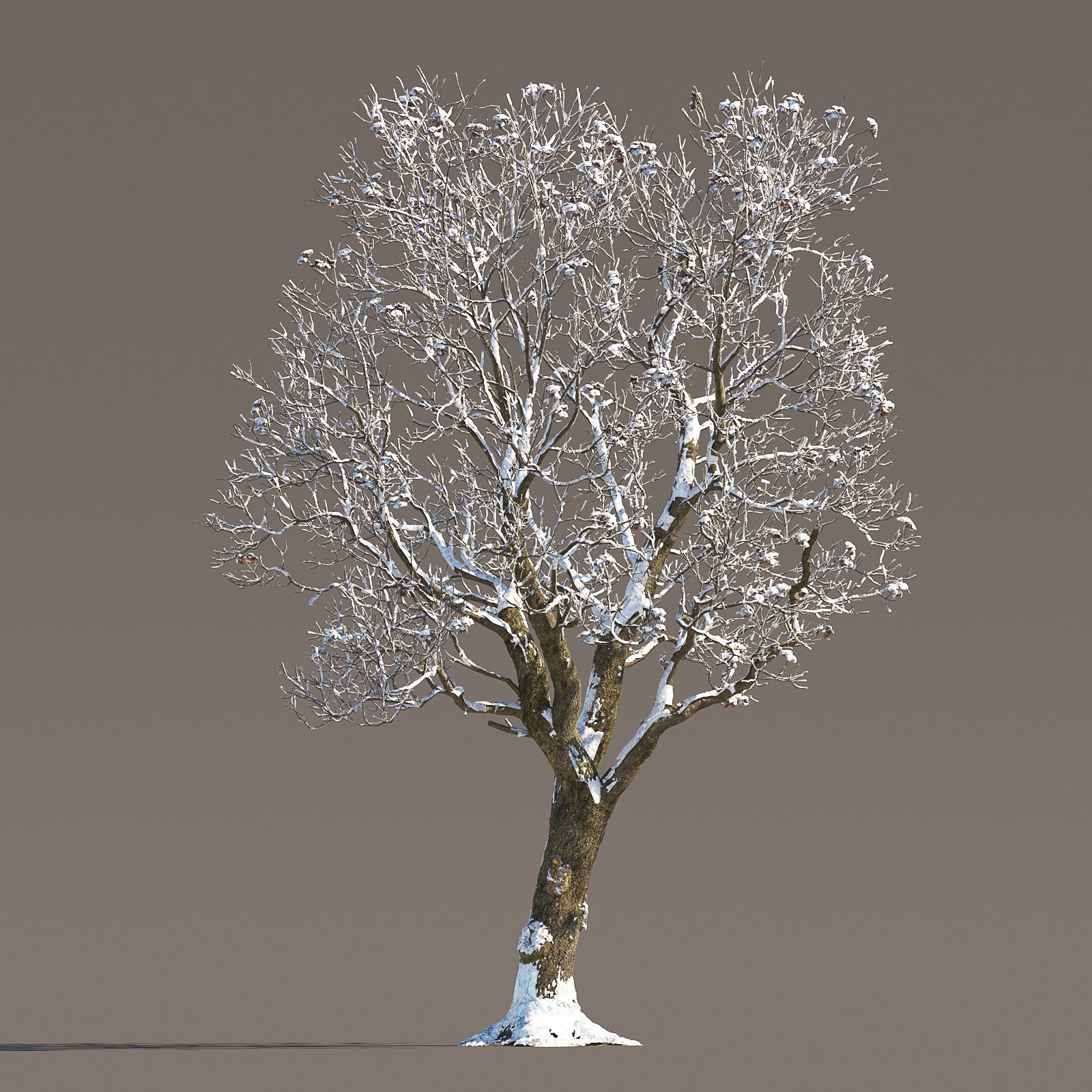 Archmodels vol 258 - collection of seasonal trees 3D model_57