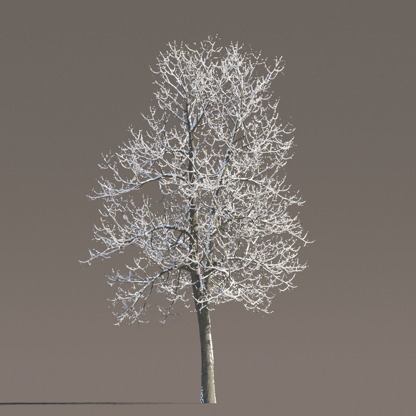 Archmodels vol 258 - collection of seasonal trees 3D model_67