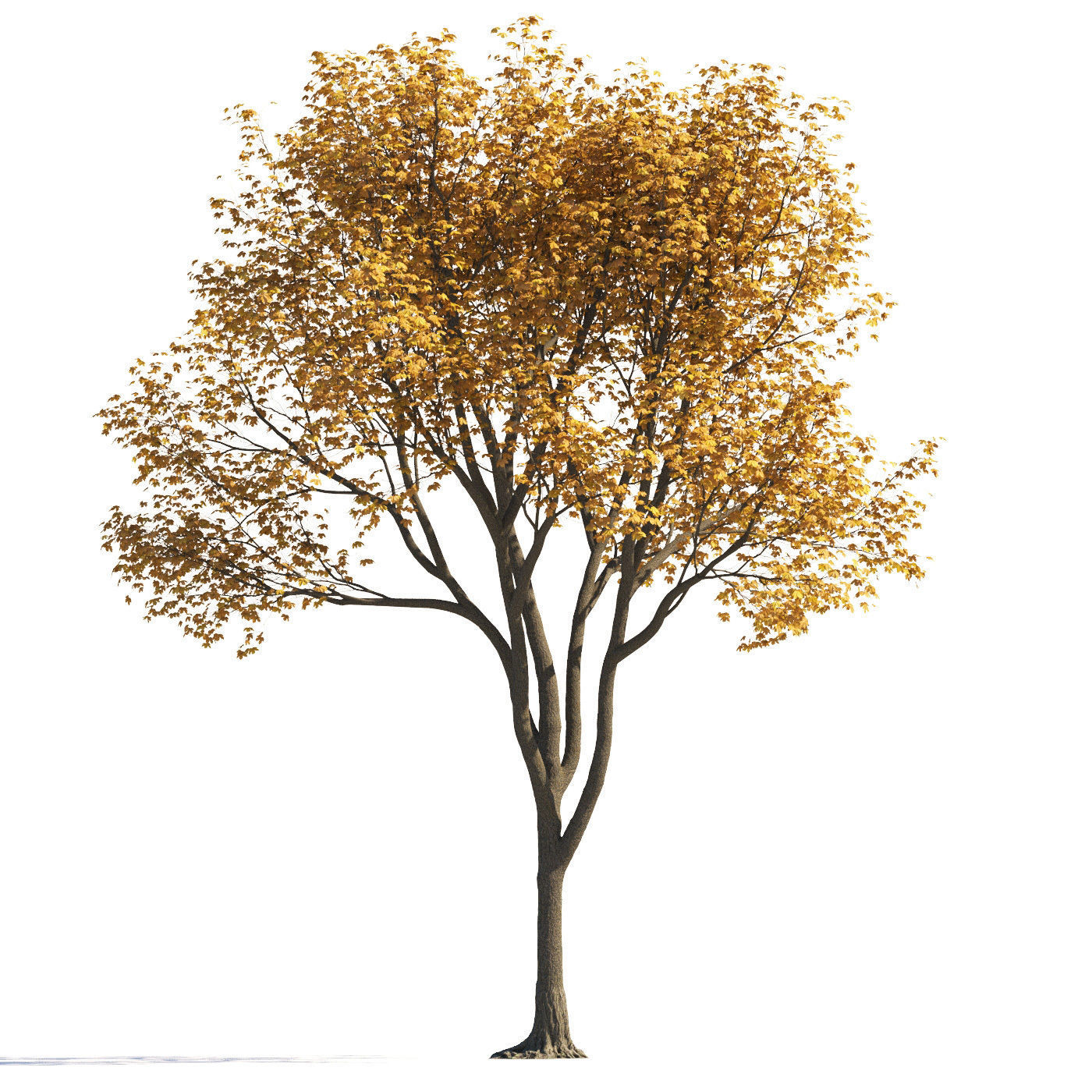 Archmodels vol 258 - collection of seasonal trees 3D model_41