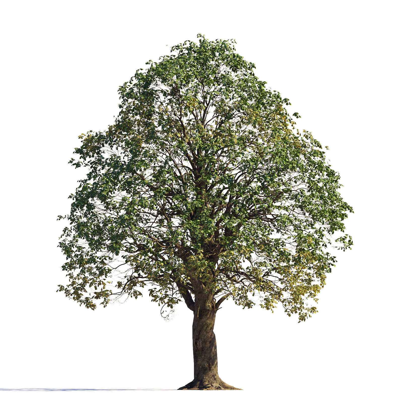 Archmodels vol 258 - collection of seasonal trees 3D model_98