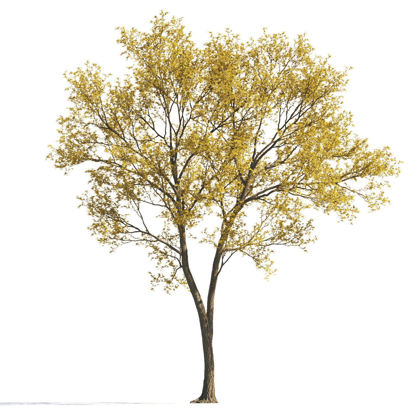 Archmodels vol 258 - collection of seasonal trees 3D model_35