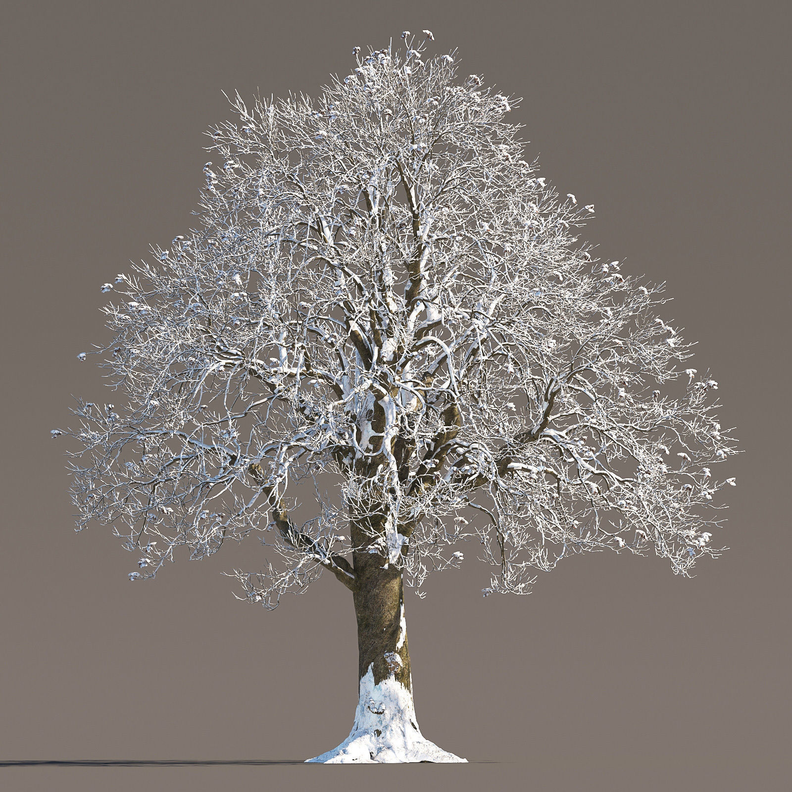 Archmodels vol 258 - collection of seasonal trees 3D model_59
