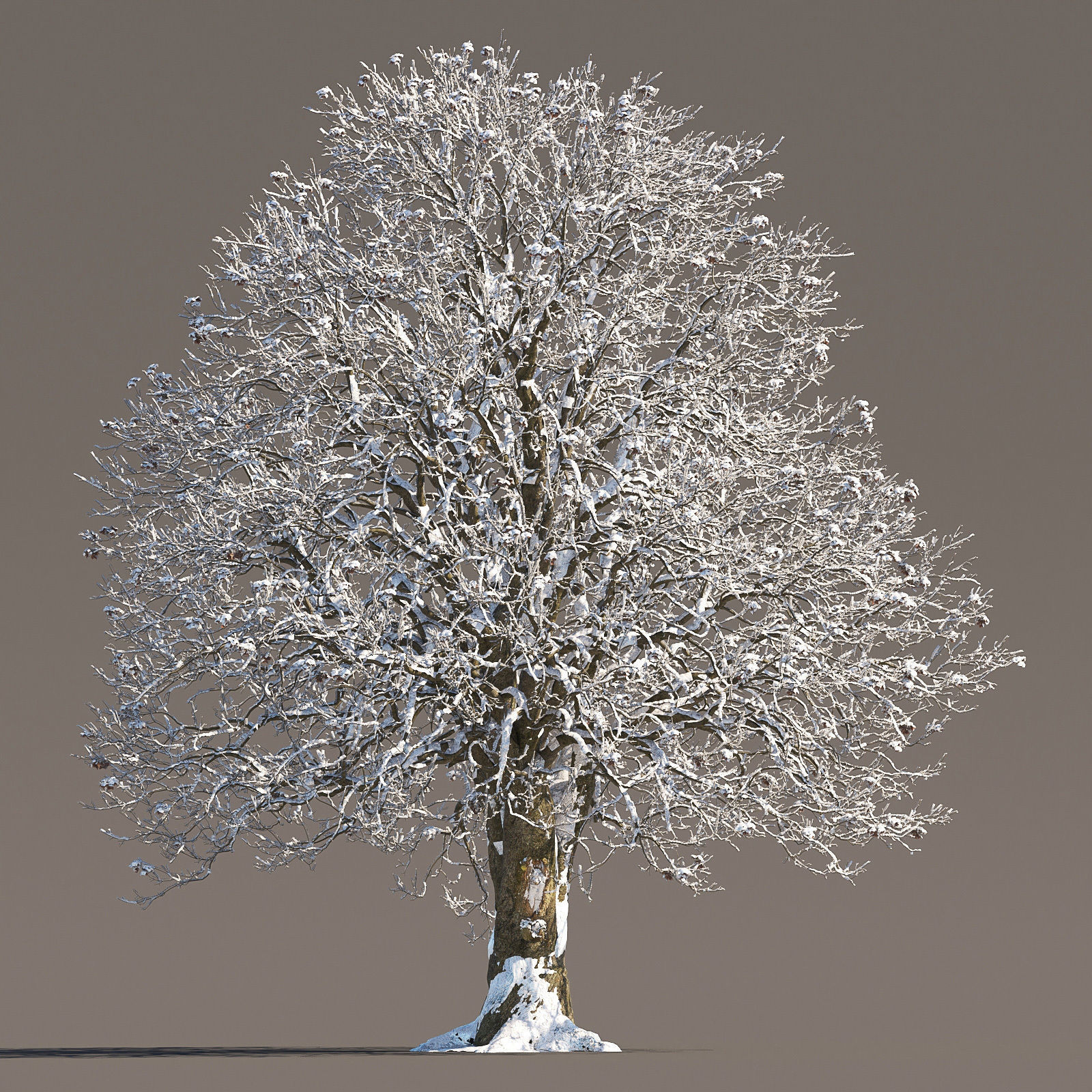 Archmodels vol 258 - collection of seasonal trees 3D model_61