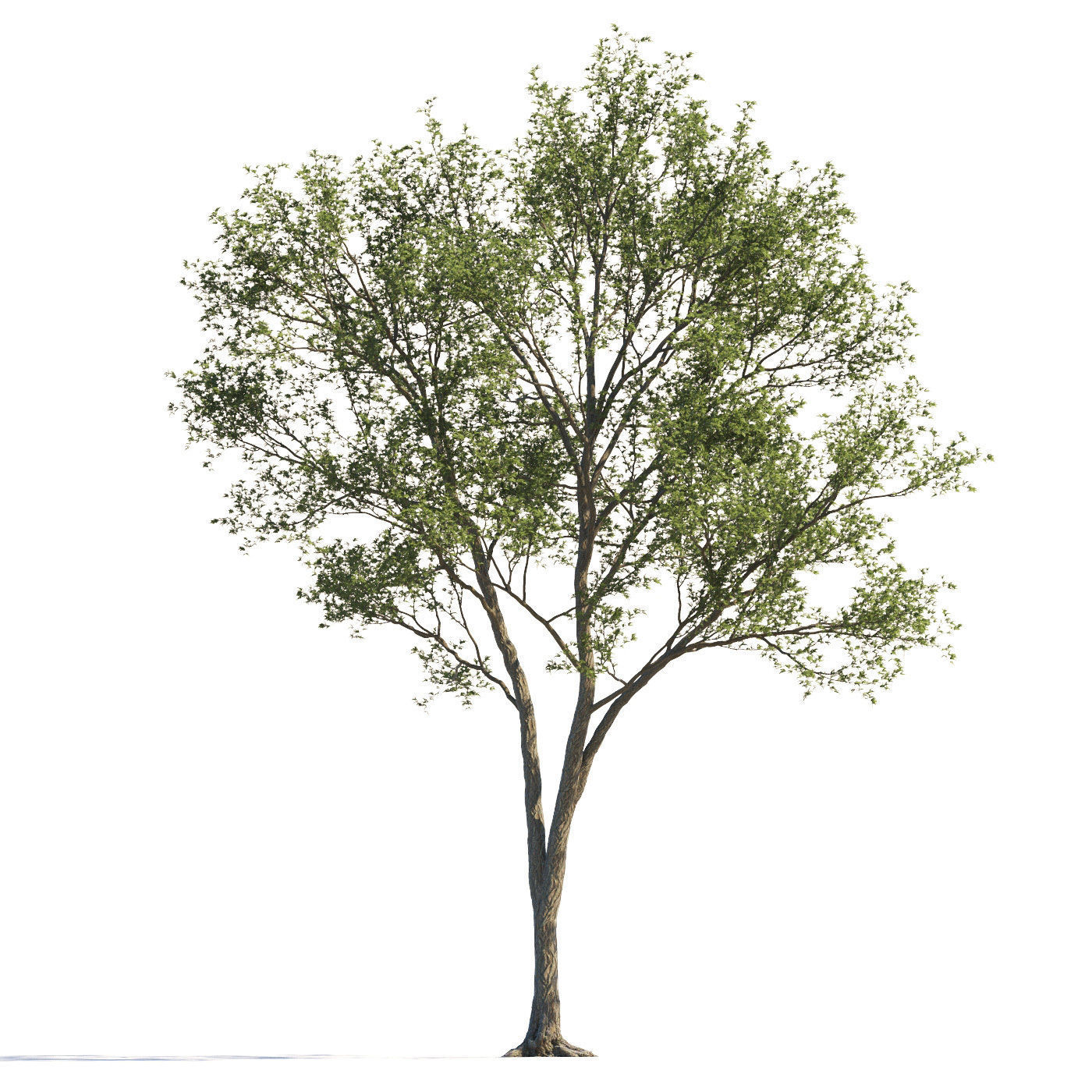 Archmodels vol 258 - collection of seasonal trees 3D model_113