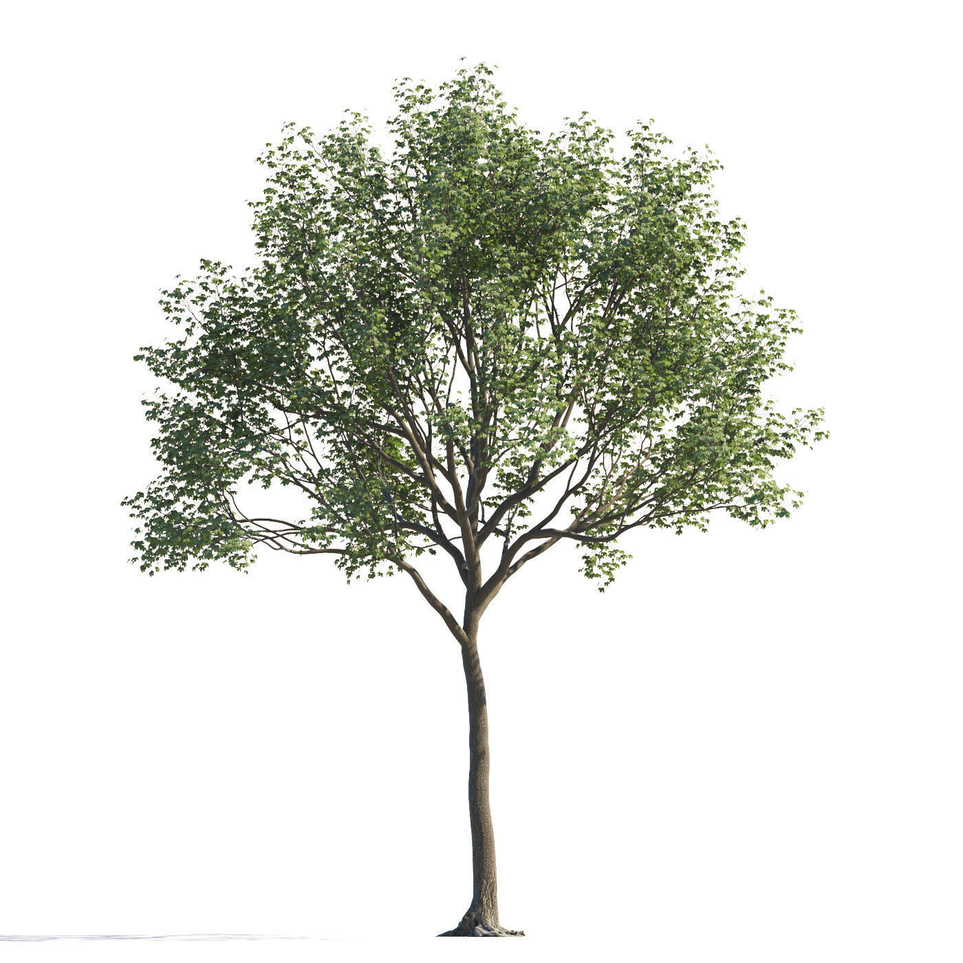 Archmodels vol 258 - collection of seasonal trees 3D model_117