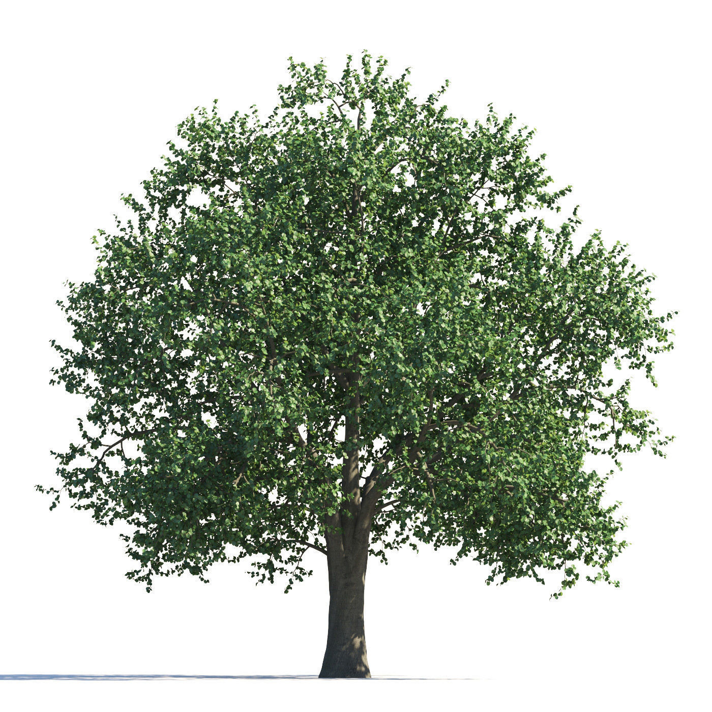 Archmodels vol 258 - collection of seasonal trees 3D model_111