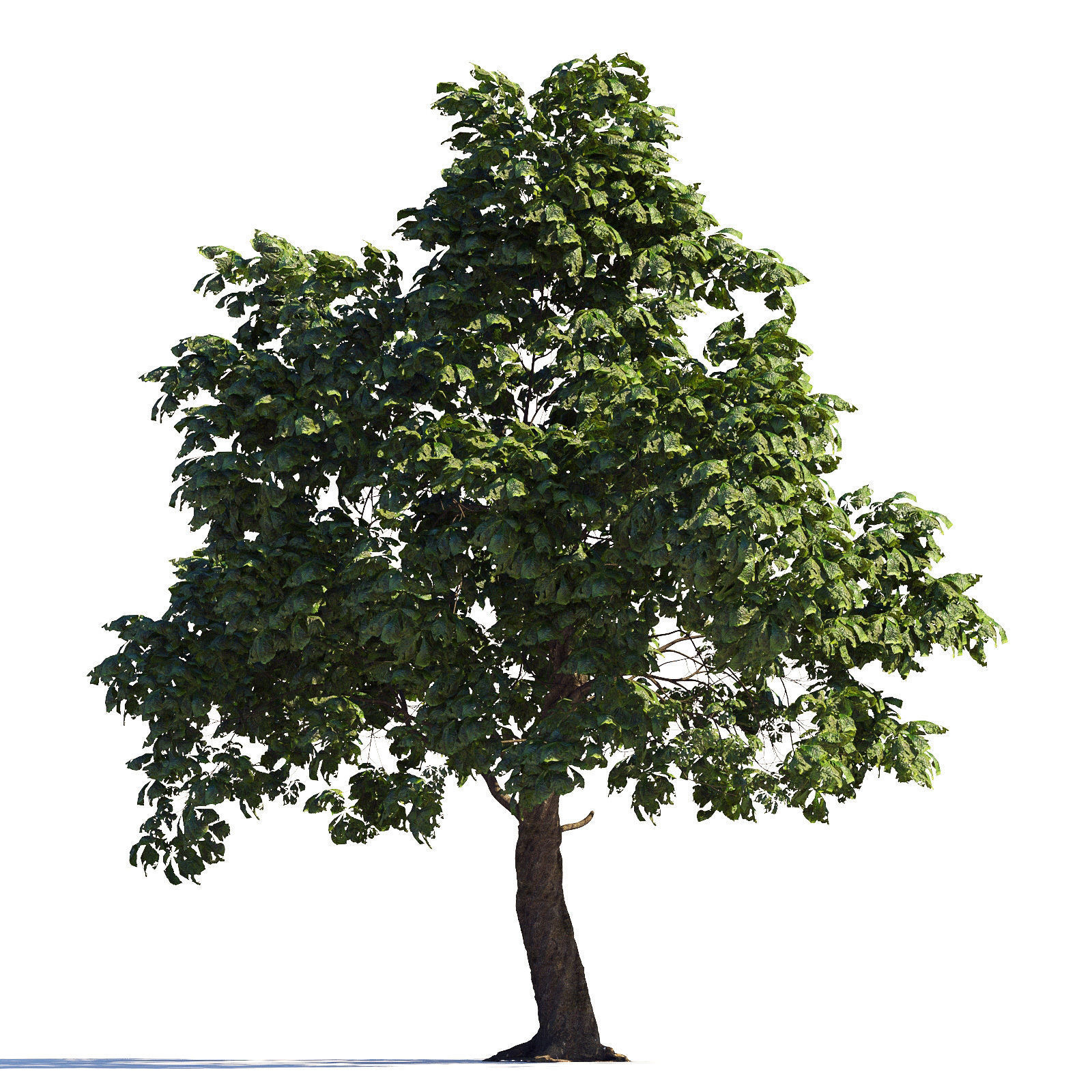 Archmodels vol 258 - collection of seasonal trees 3D model_92