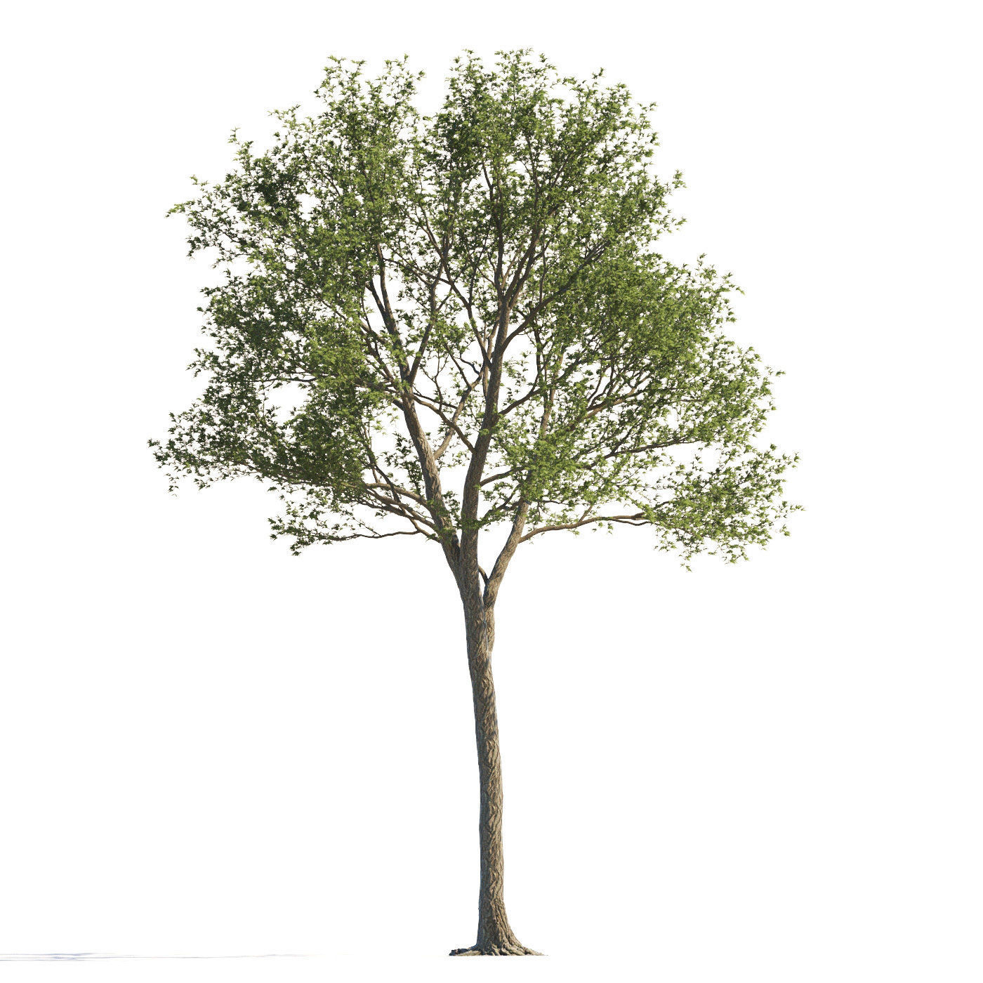 Archmodels vol 258 - collection of seasonal trees 3D model_114
