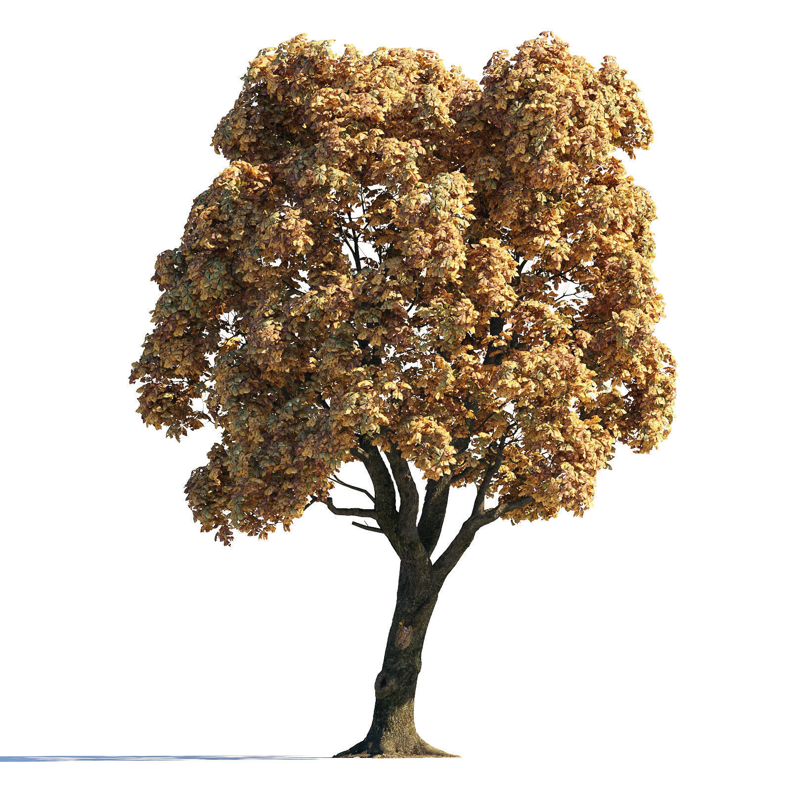 Archmodels vol 258 - collection of seasonal trees 3D model_17