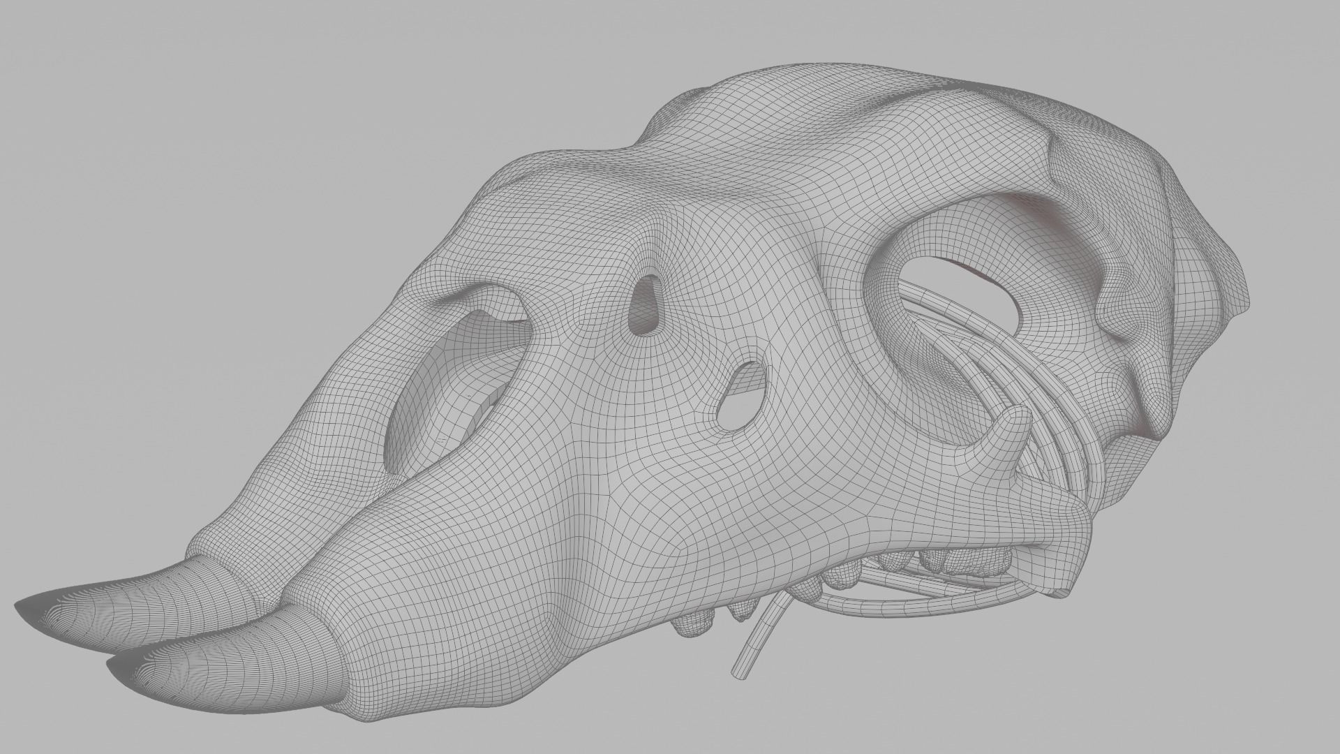 Prehistoric brass knuckles skull Low-poly 3D model_9