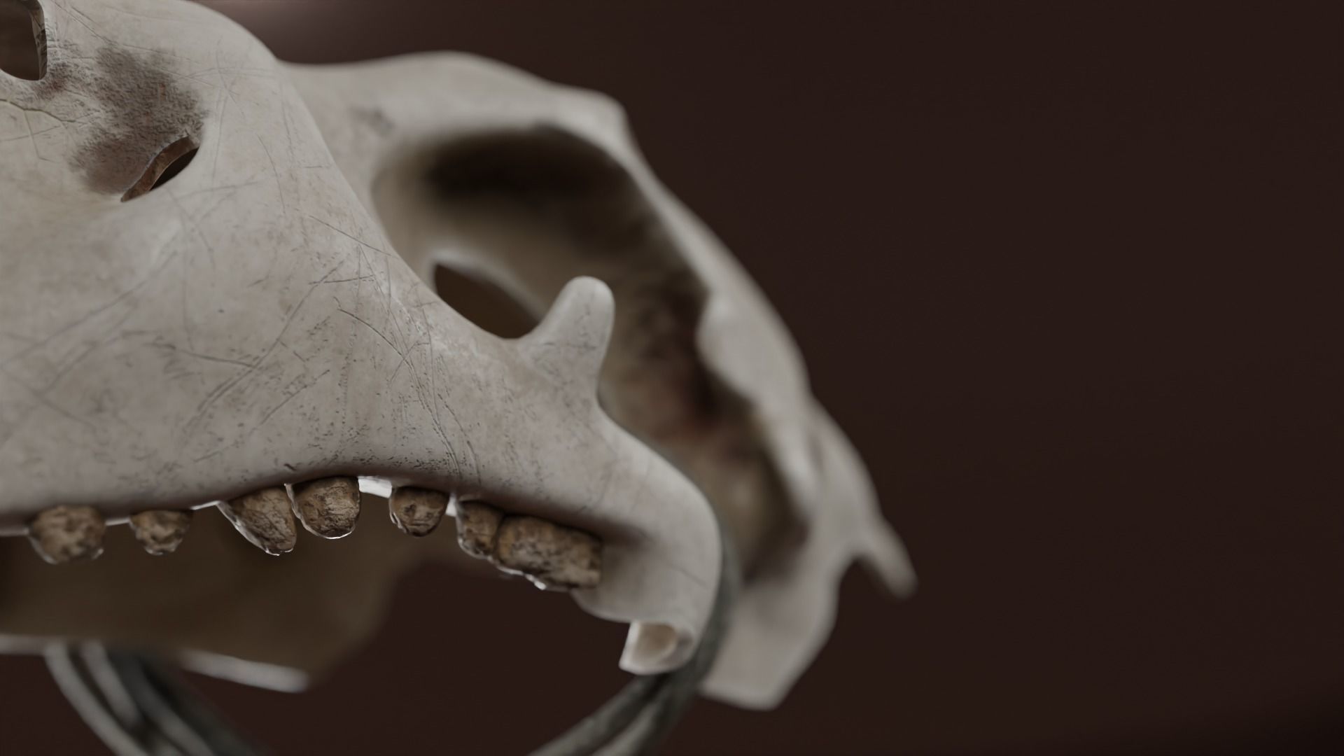 Prehistoric brass knuckles skull Low-poly 3D model_3