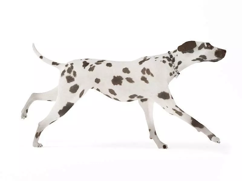 Animal Dog 3D model_0