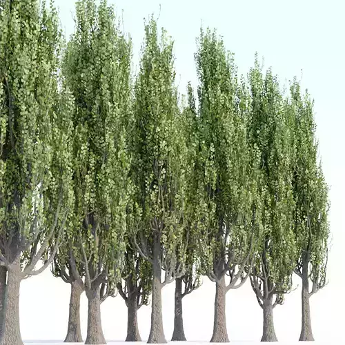 poplar trees collection vol 76 3D model