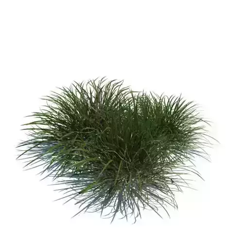 Plant Nonfloral Grassy