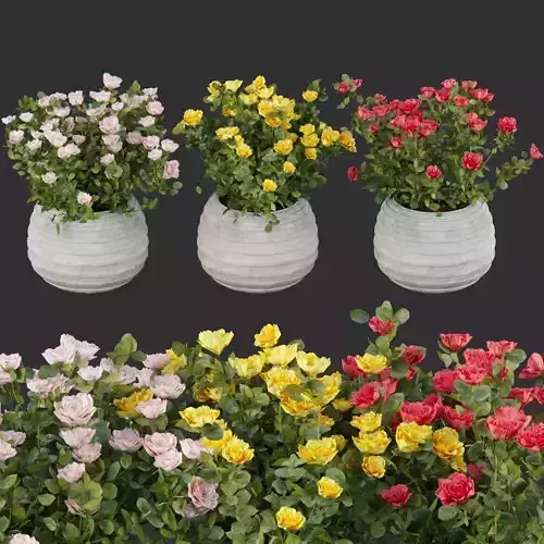 Rose flowering bushes collection vol 77