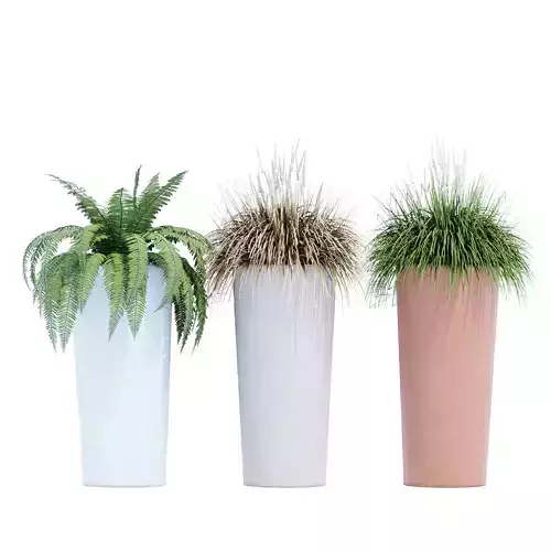 Serralunga two fern plants in pot