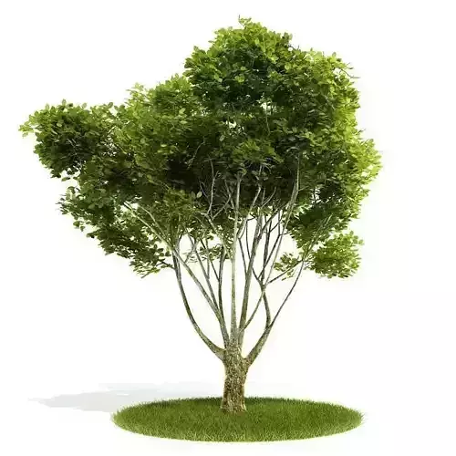 Lush Green Bushy Tree 3D model