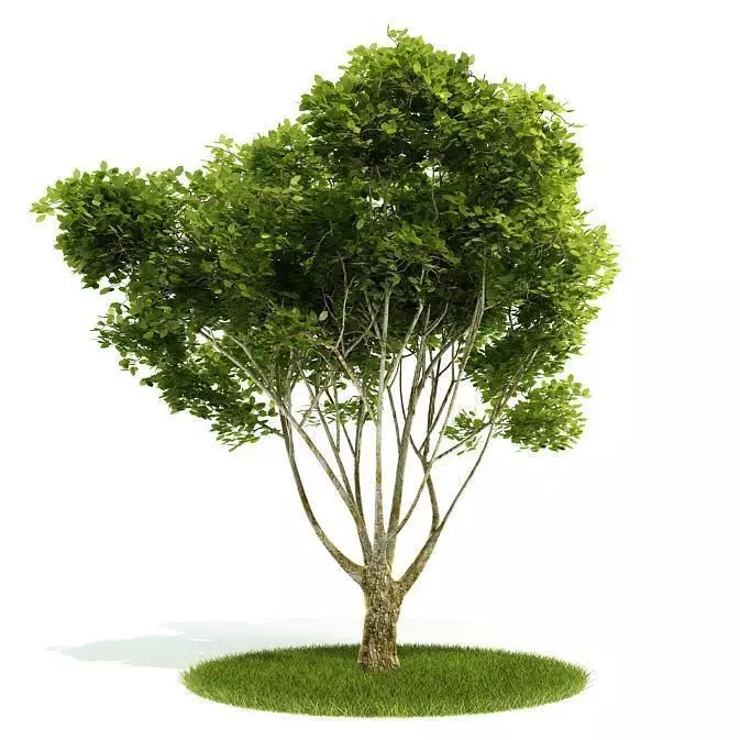 Lush Green Bushy Tree 3D model_0