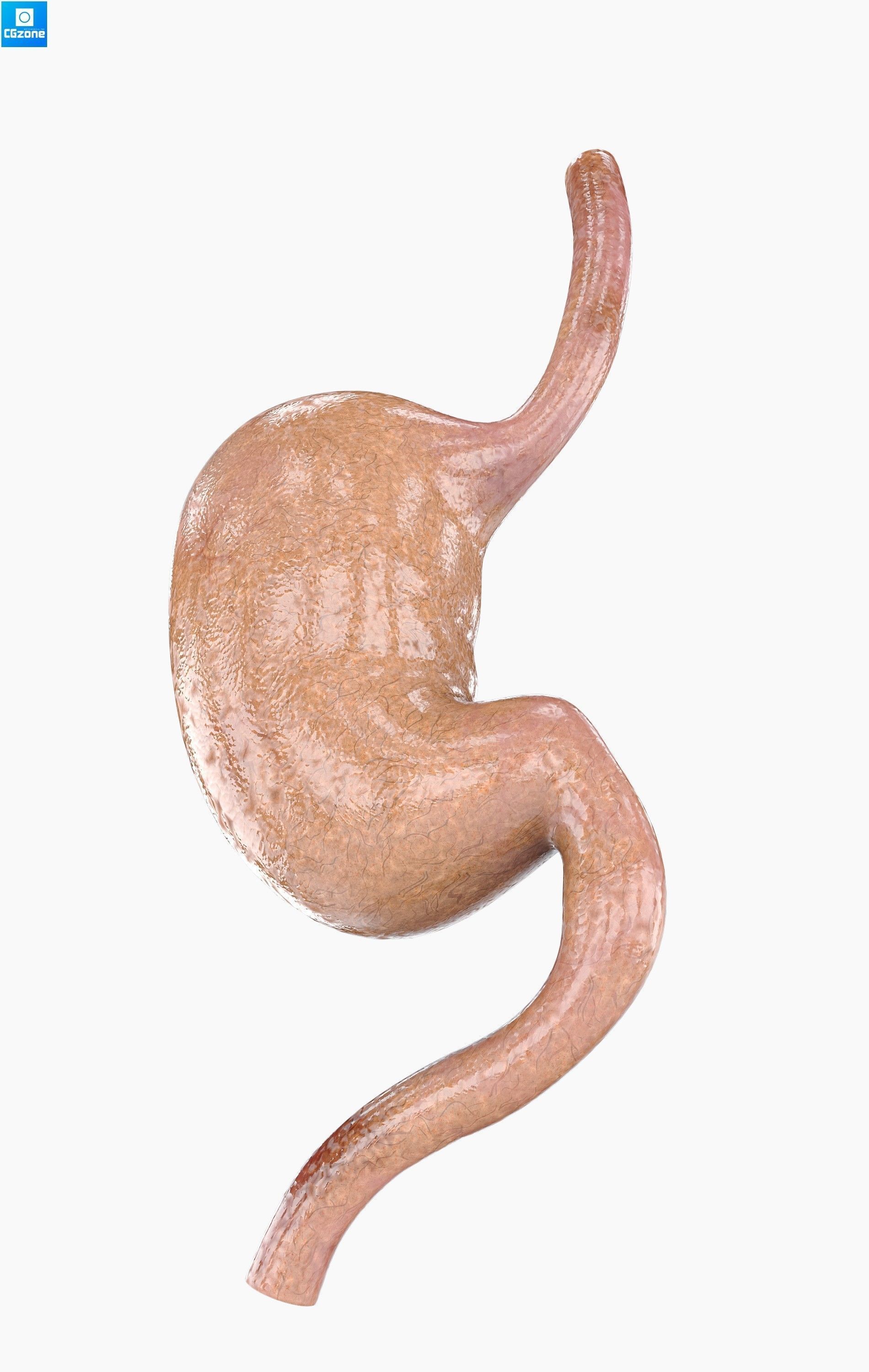 Stomach human Low-poly 3D model_3