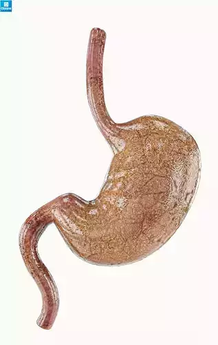 Stomach human