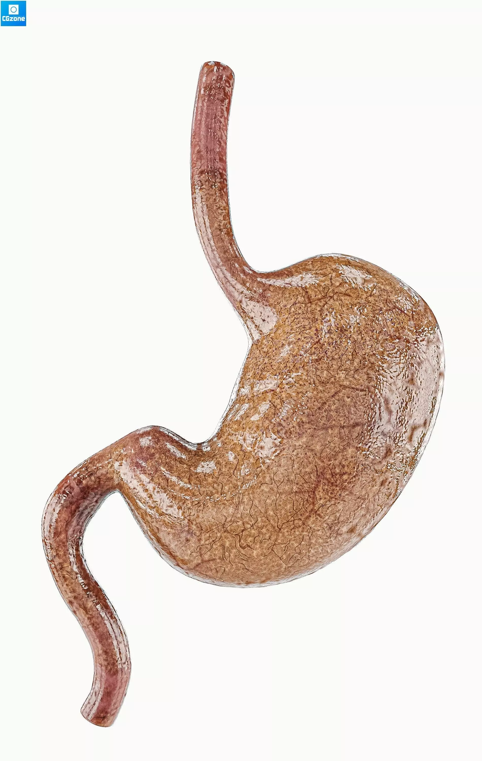 Stomach human Low-poly 3D model_0