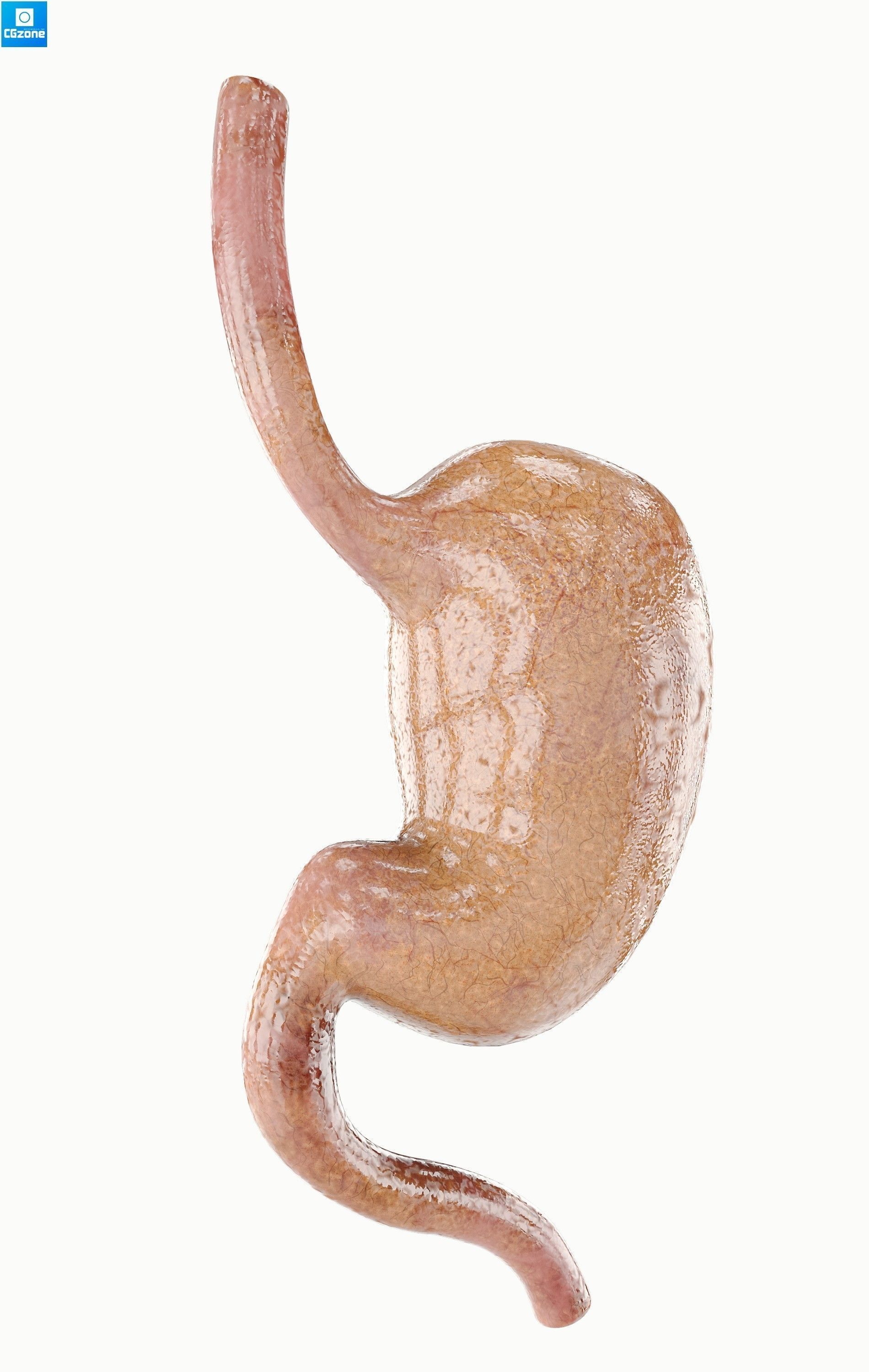 Stomach human Low-poly 3D model_4