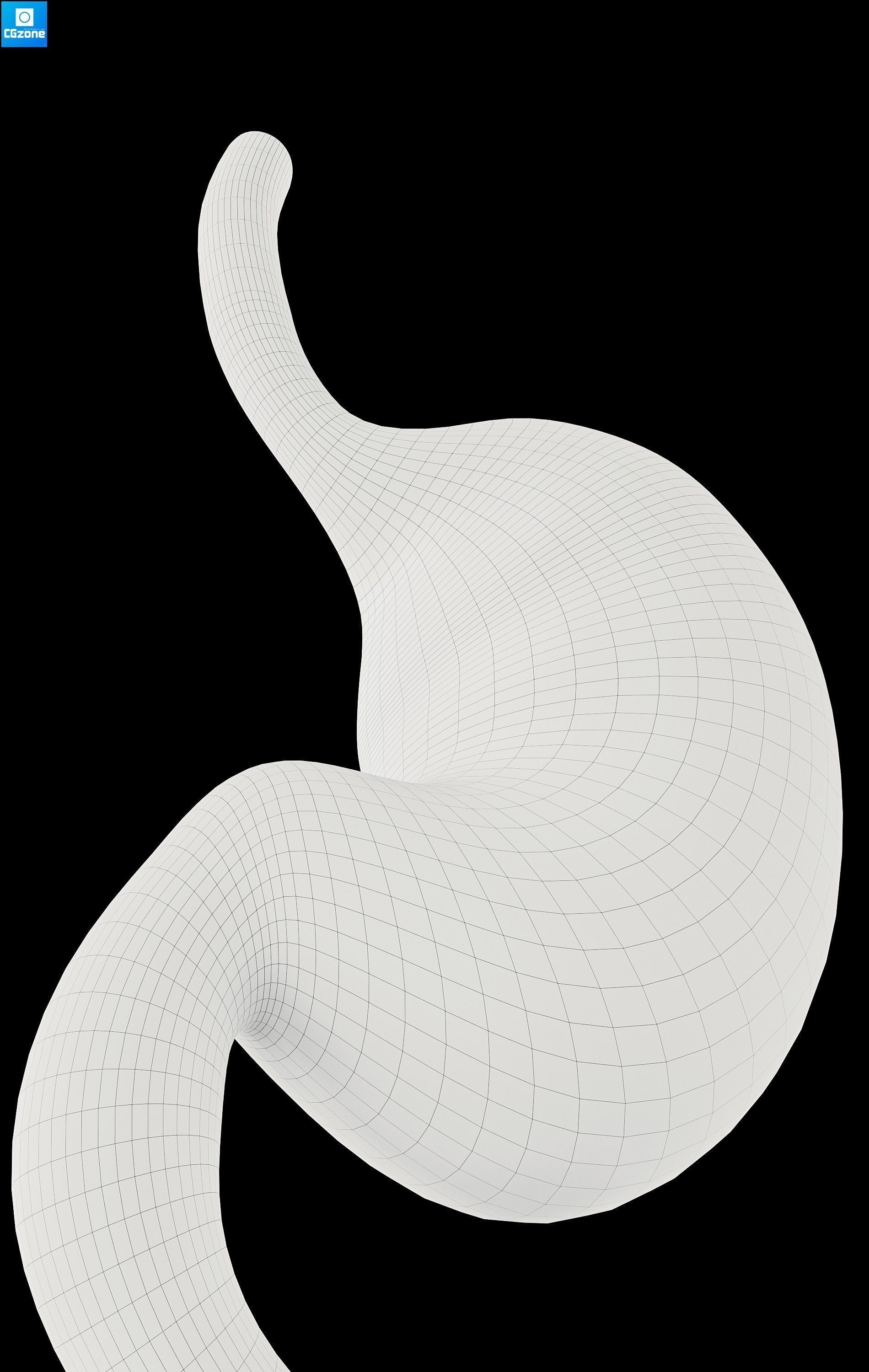 Stomach human Low-poly 3D model_9