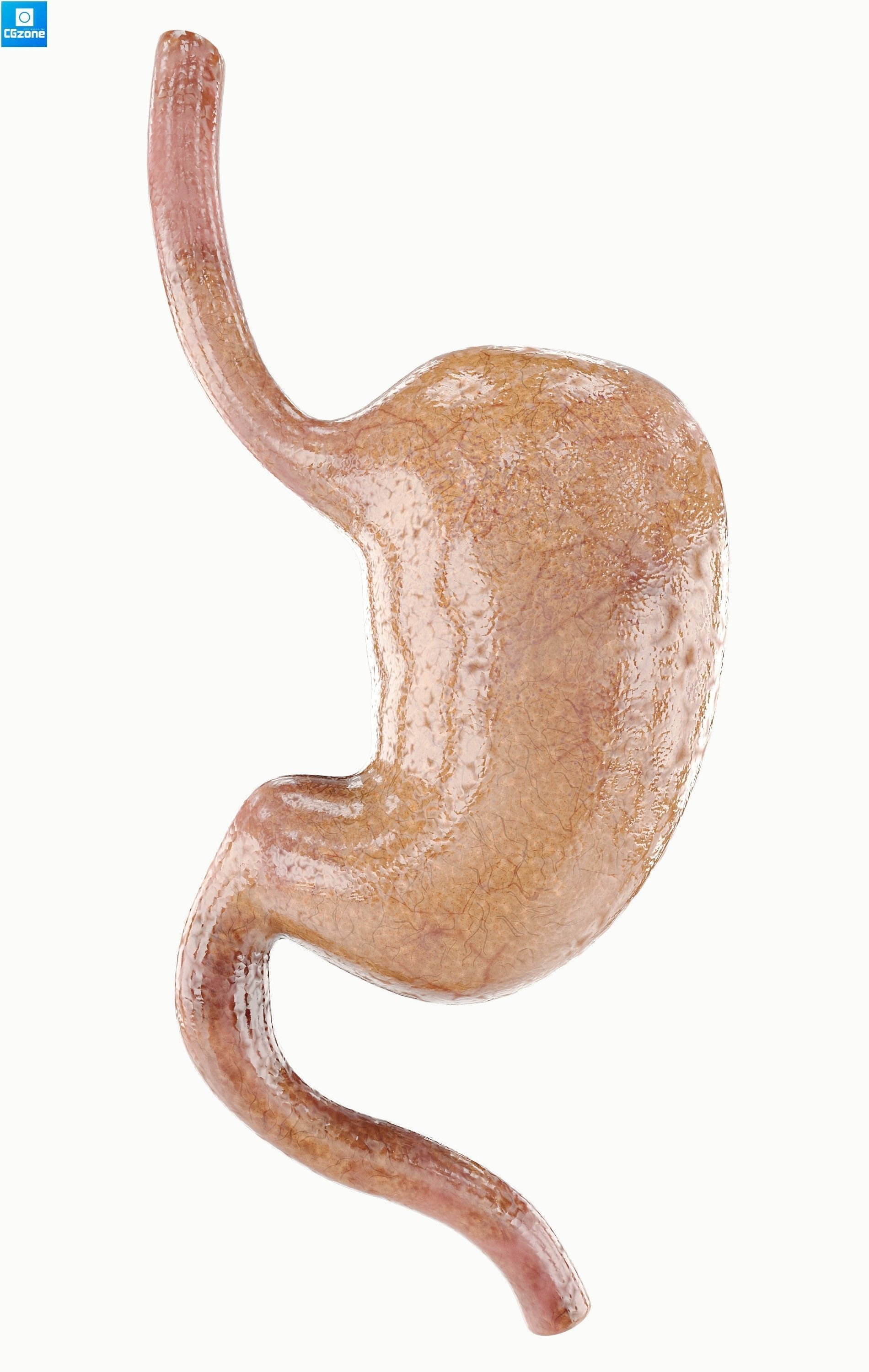 Stomach human Low-poly 3D model_1