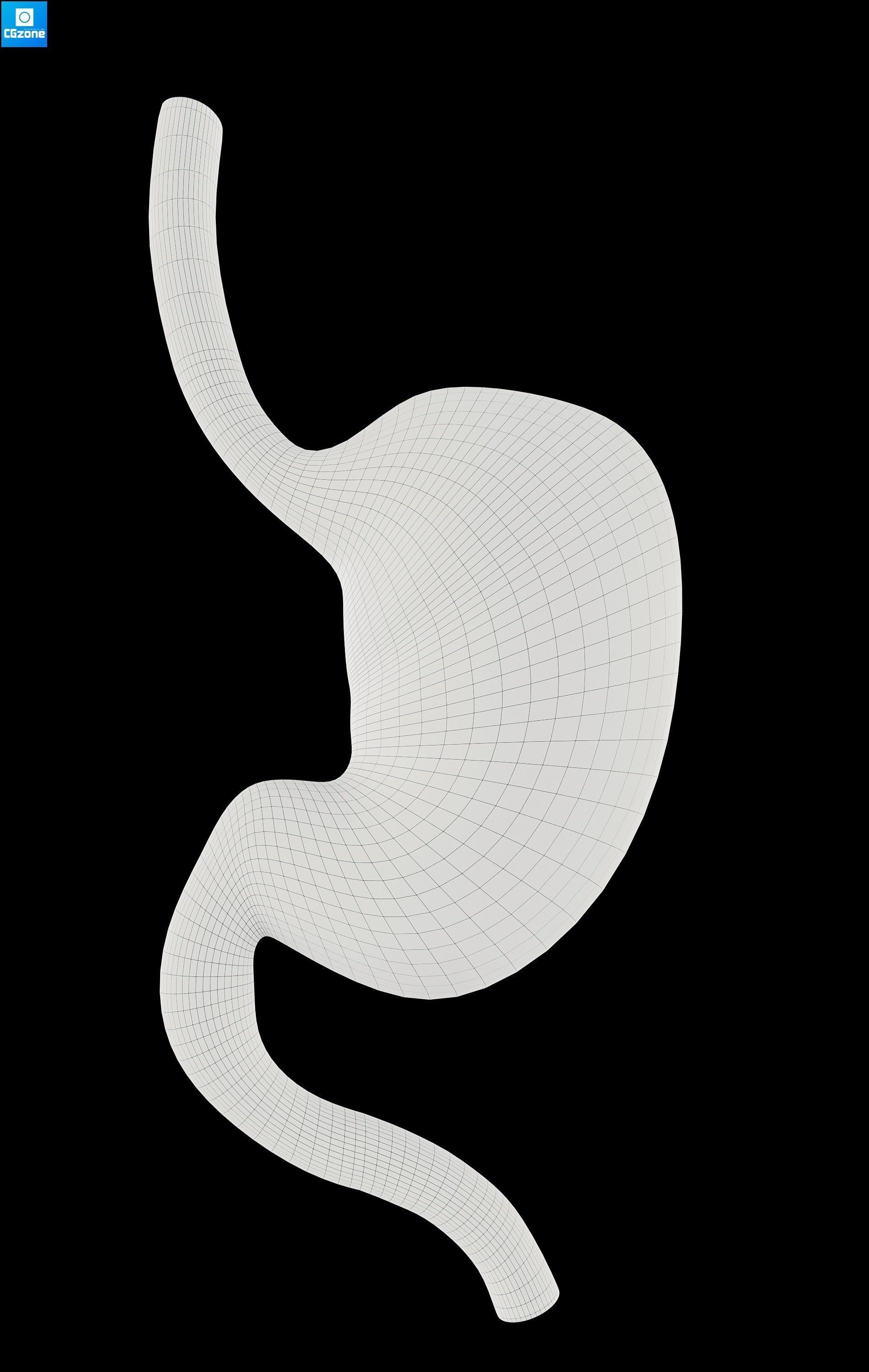 Stomach human Low-poly 3D model_8