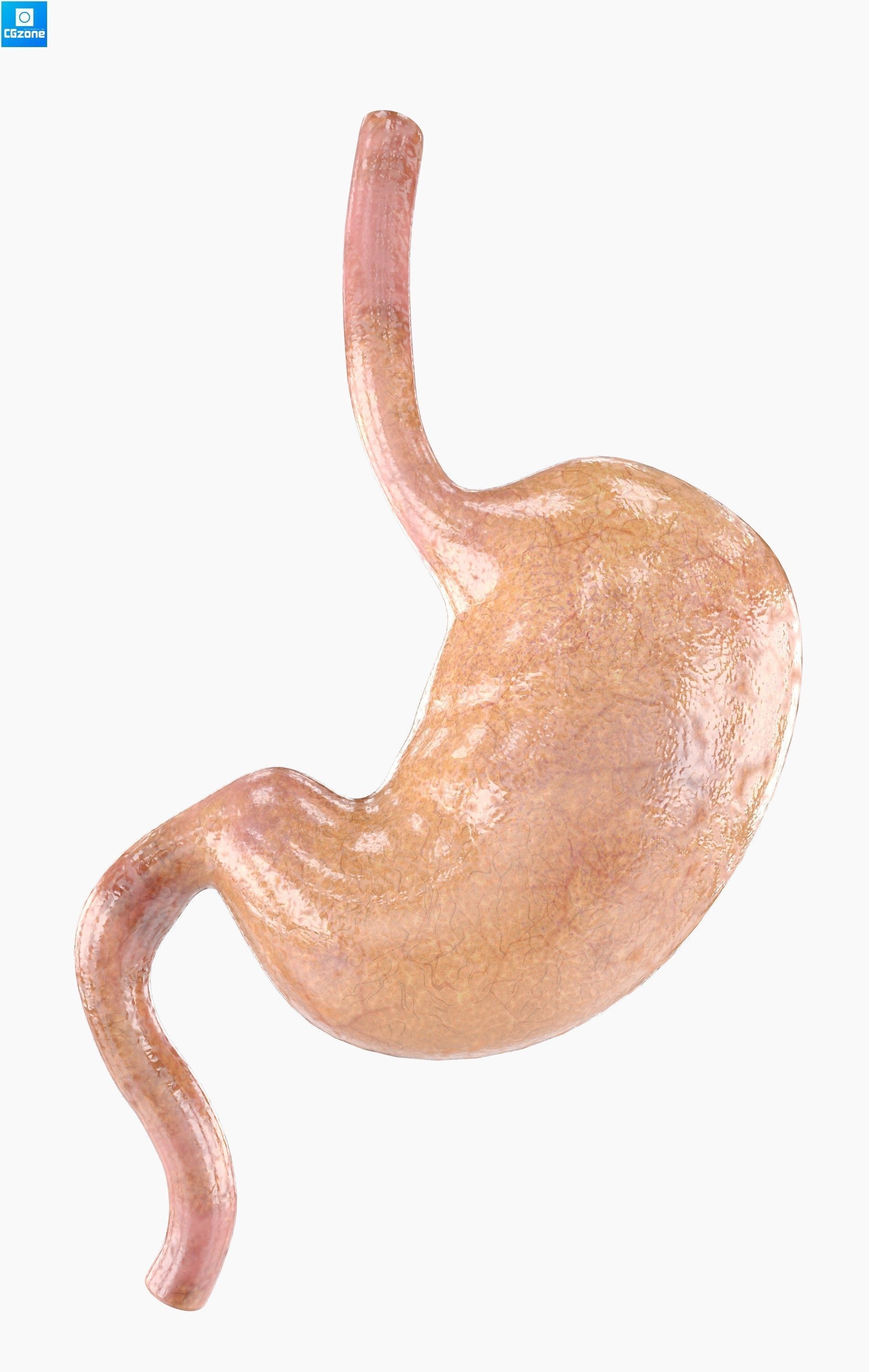 Stomach human Low-poly 3D model_6