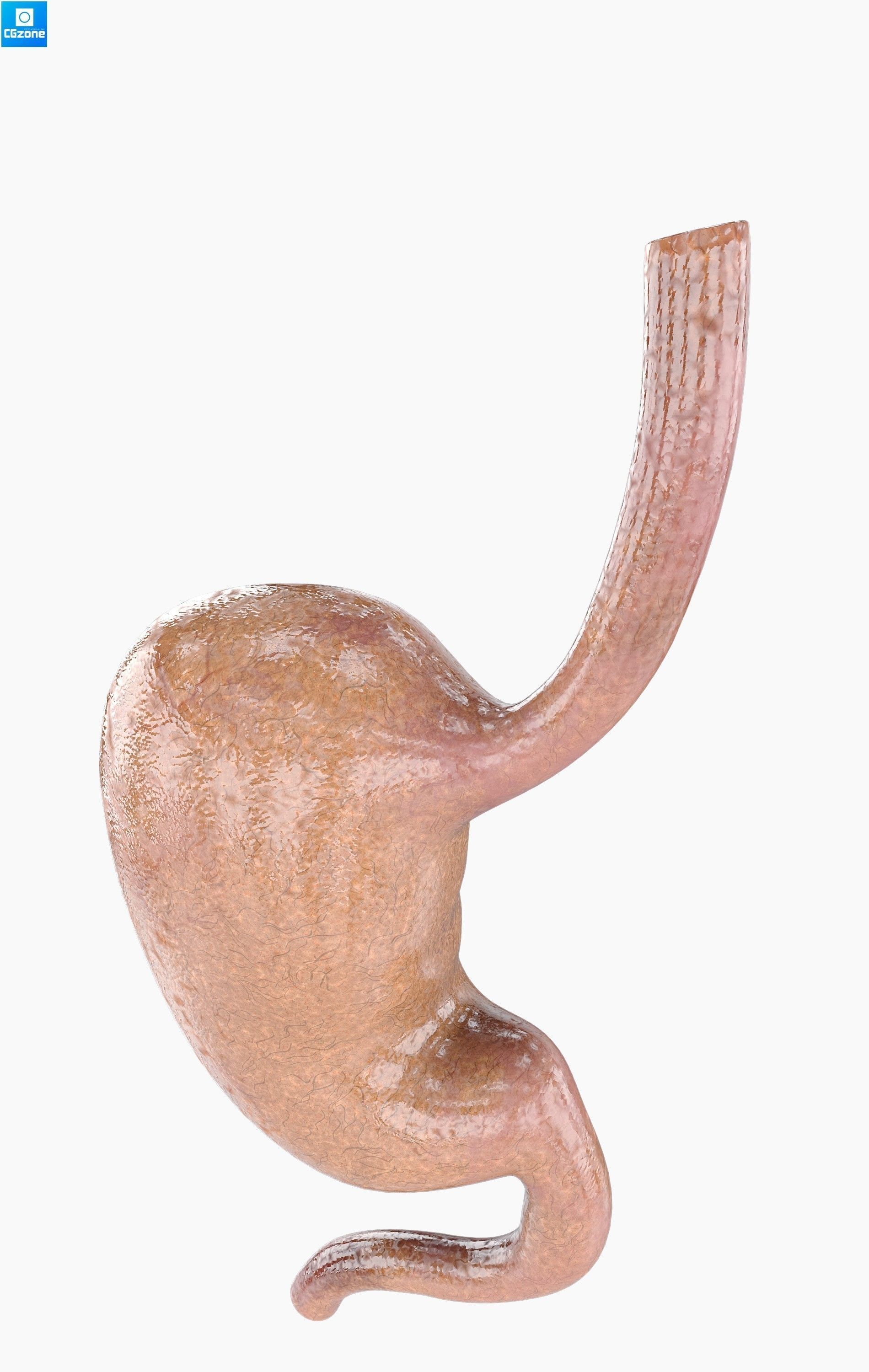 Stomach human Low-poly 3D model_5