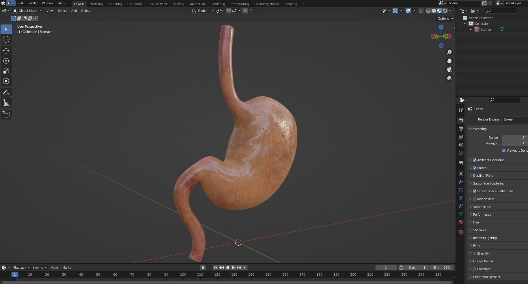 Stomach human Low-poly 3D model_7