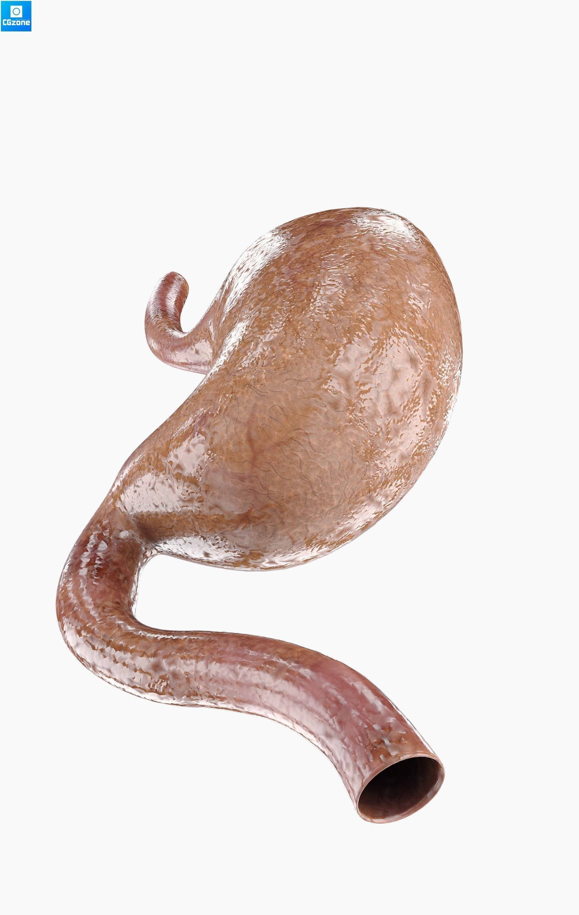 Stomach human Low-poly 3D model_2