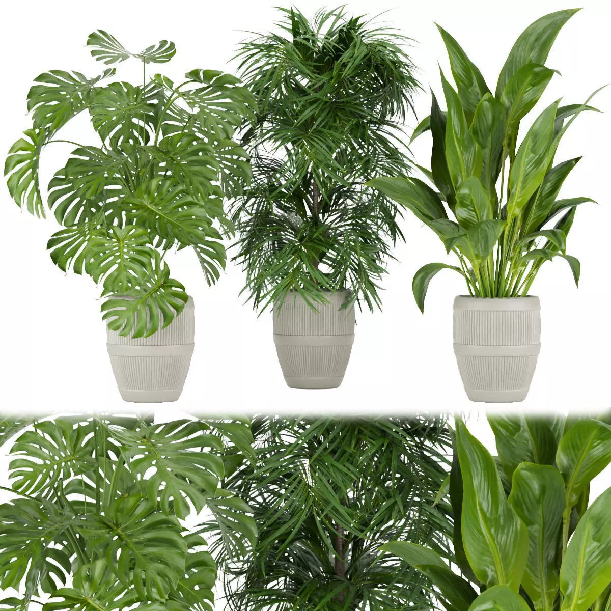 Collection plant vol 348 - leaf - palm - monstera - peace - lily 3D model