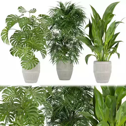 Collection plant vol 348 - leaf - palm - monstera - peace - lily 3D model