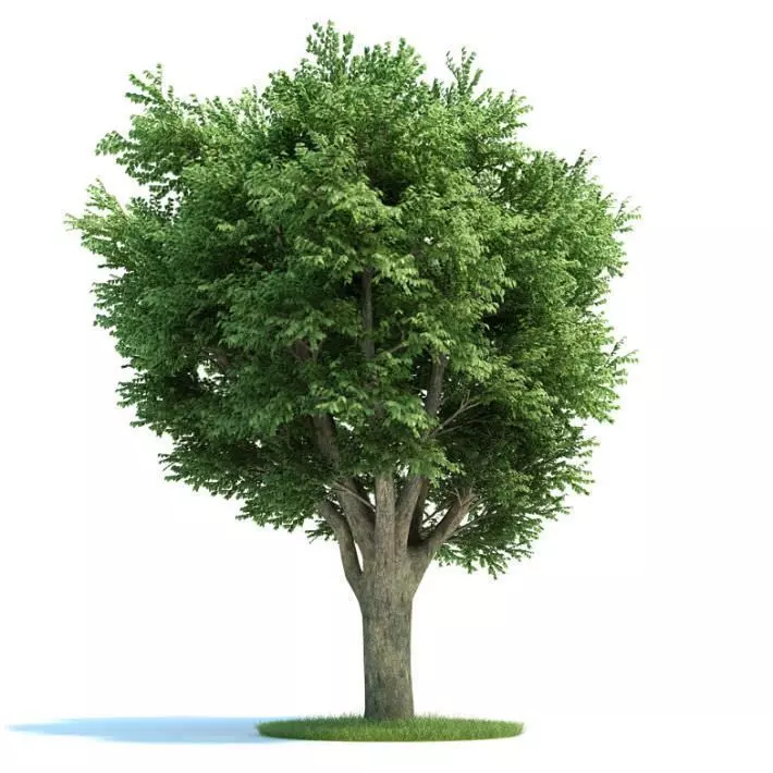 Ulmus Campestris Green Tree 3D model_0