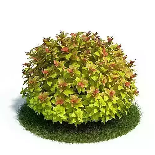 Mature Spirea Shrub 3D model