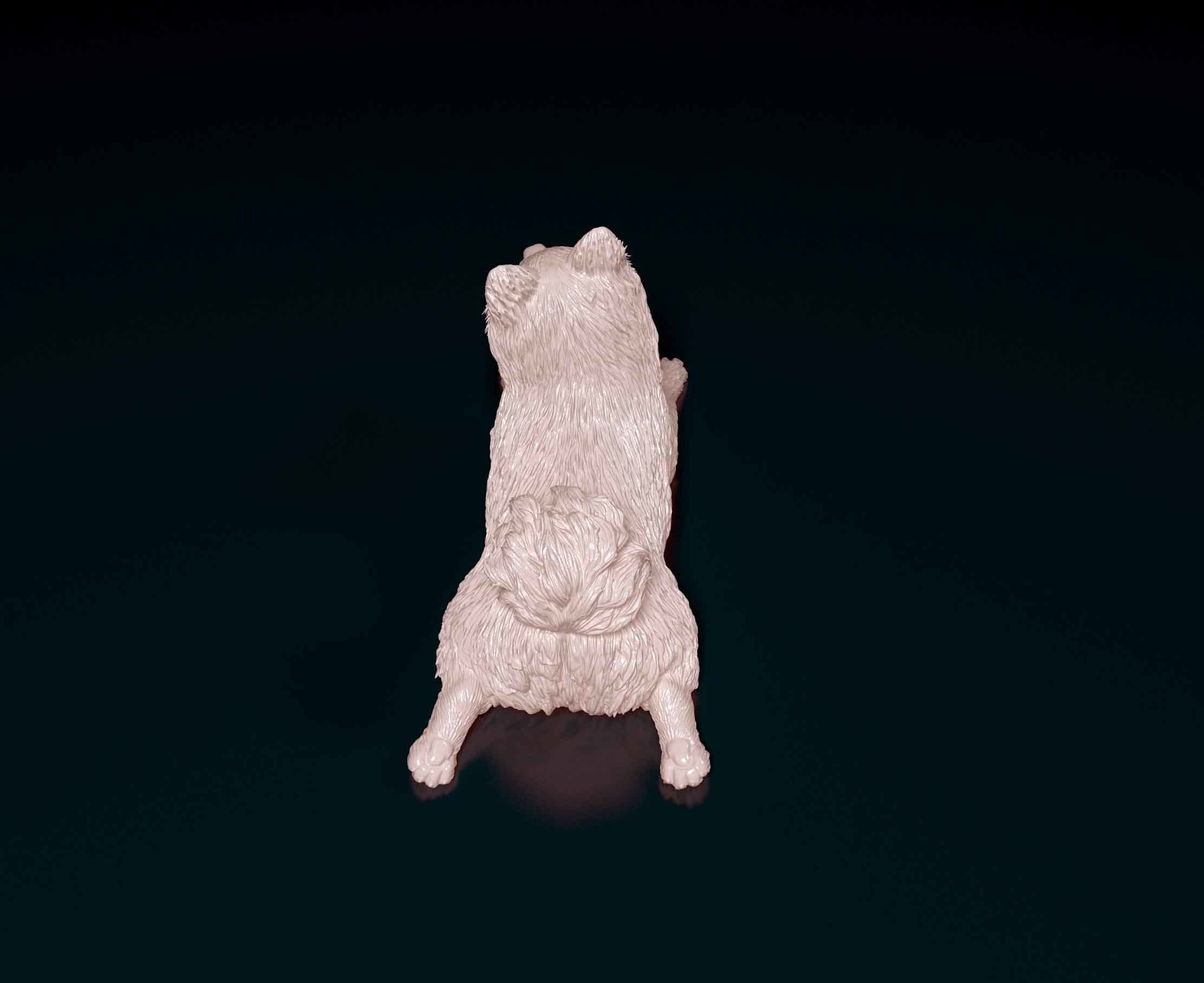 German Spitz 3D print model_4