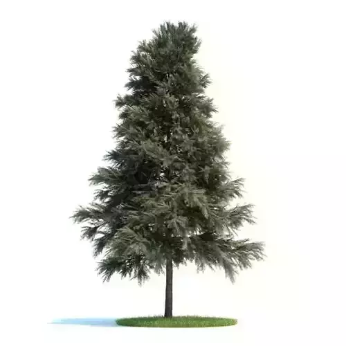 Pinus Sylvestris Plant