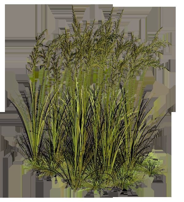 some grass for game  Free 3D model_10