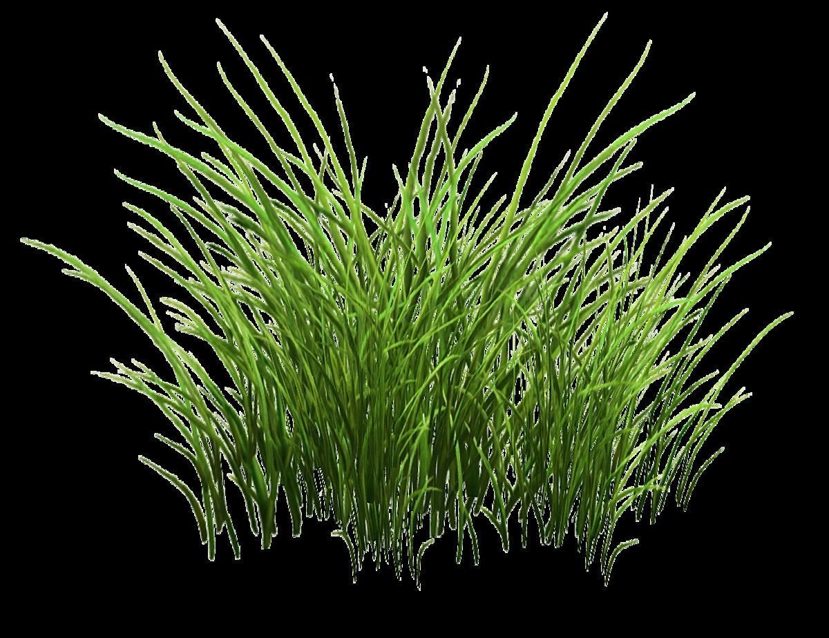 some grass for game  Free 3D model_8