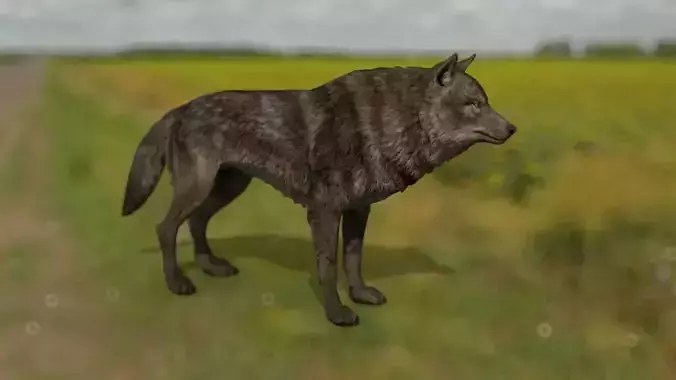 the wolf 13 animated