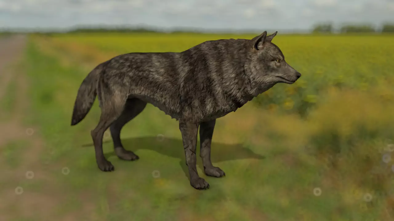 the wolf 13 animated Low-poly 3D model