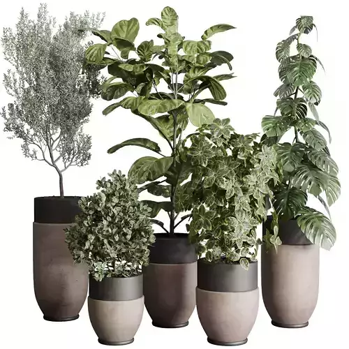 Collection indoor plant ficus lyrata monstera longhi godwin vase