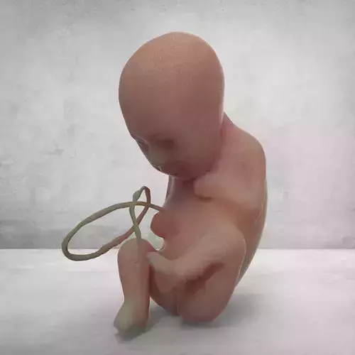 3D Fetus Model in womb