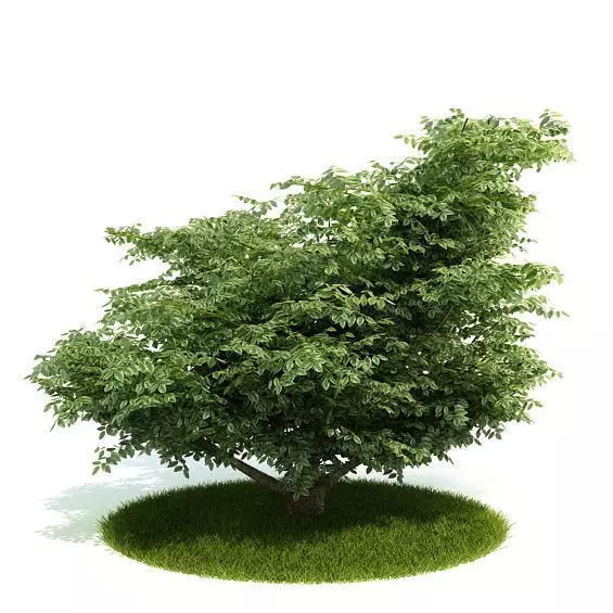 Green Bushy Tree 3D model_0