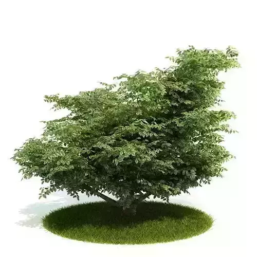 Green Bushy Tree 3D model