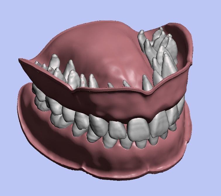D008 Dental anatomy model natural tooth anatomy gum articulator 3D print model_2