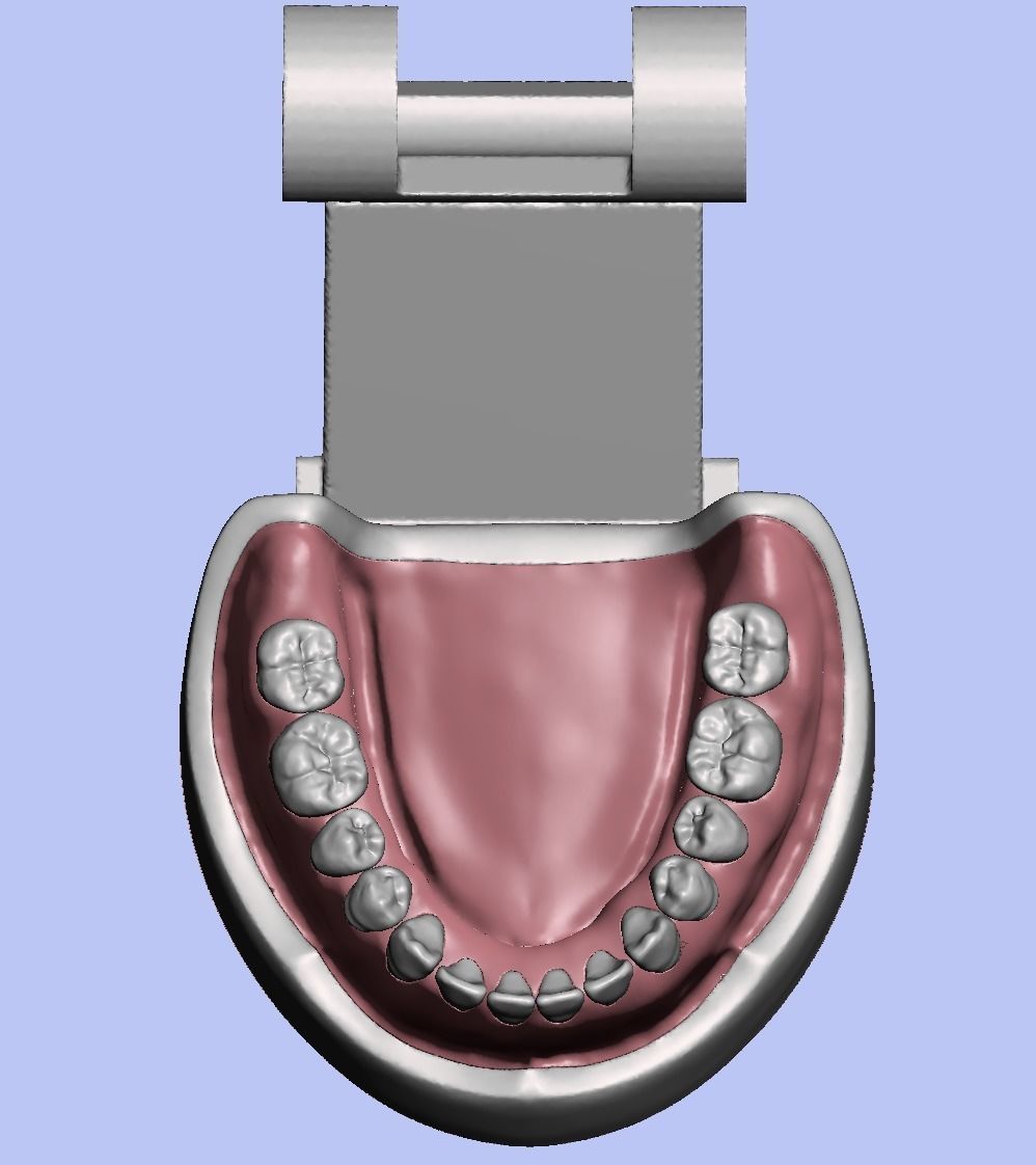 D008 Dental anatomy model natural tooth anatomy gum articulator 3D print model_6